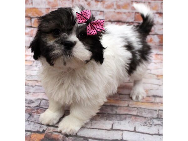 Shih Tzu DOG Female Brown & White 16638 Petland Wichita, Kansas