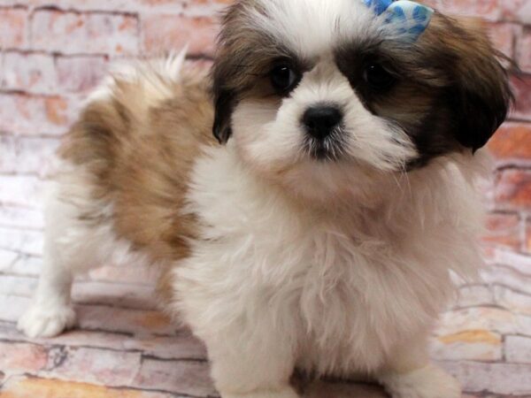 Shih Tzu DOG Female Gold & White 16637 Petland Wichita, Kansas