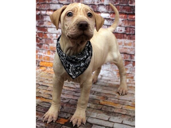 Mini Walrus-DOG-Male-Cream-16636-Petland Wichita, Kansas