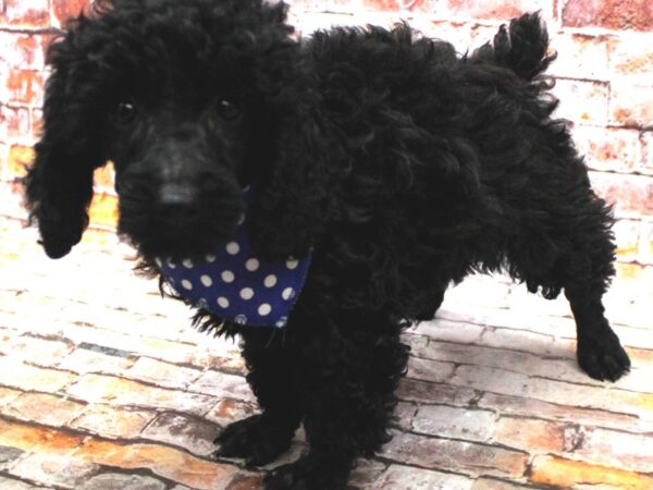 Miniature Poodle DOG Male Black 16635 Petland Wichita, Kansas