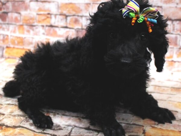 Miniature Poodle DOG Female Black 16634 Petland Wichita, Kansas