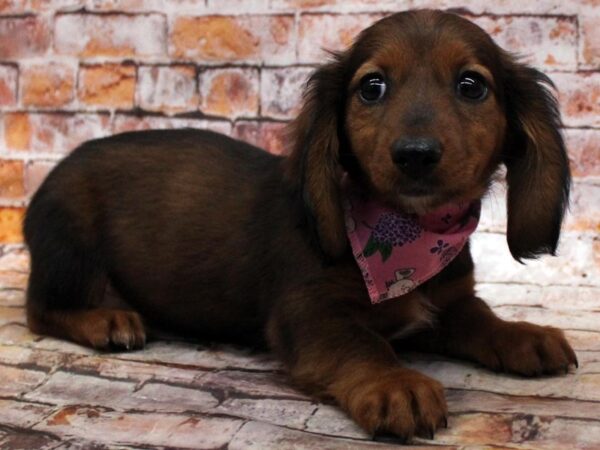 Miniature Dachshund DOG Female Wild Boar 16633 Petland Wichita, Kansas