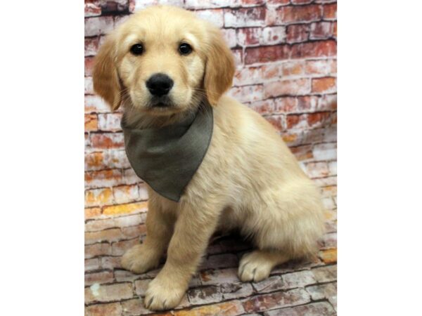 Golden Retriever DOG Male Golden 16658 Petland Wichita, Kansas