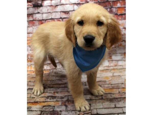 Golden Retriever DOG Male Golden 16657 Petland Wichita, Kansas