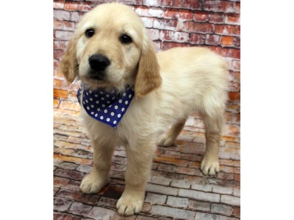 Golden Retriever DOG Male Golden 16656 Petland Wichita, Kansas