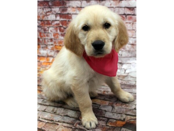 Golden Retriever DOG Female Light Golden 16655 Petland Wichita, Kansas