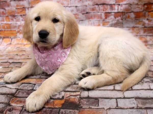 Golden Retriever DOG Female Light Golden 16654 Petland Wichita, Kansas