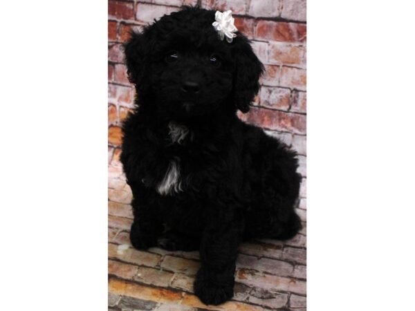 Mini Aussiedoodle DOG Female Black & White 16652 Petland Wichita, Kansas