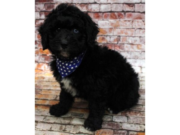 Mini Aussiedoodle DOG Male Black & White 16651 Petland Wichita, Kansas