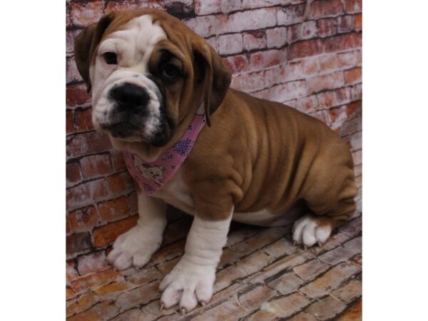 Olde Bulldog DOG Female Brindle & White 16650 Petland Wichita, Kansas