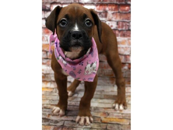 Boxer DOG Female Fawn 16649 Petland Wichita, Kansas