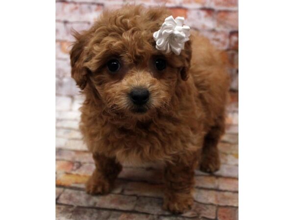 Bichonpoo-DOG-Female-Apricot-16648-Petland Wichita, Kansas