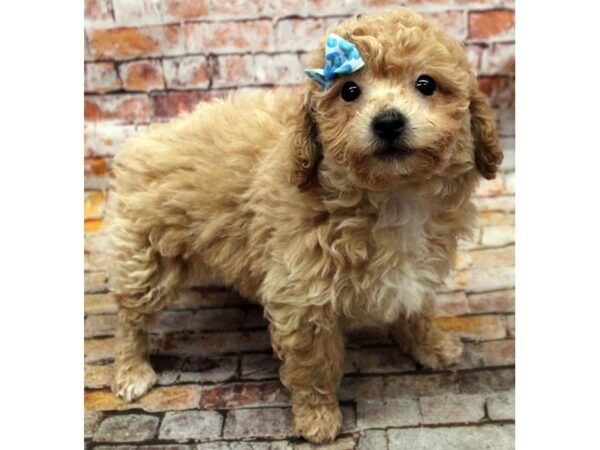 Bichonpoo-DOG-Female-Cream-16647-Petland Wichita, Kansas