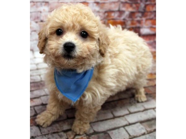 Bichonpoo-DOG-Male-Cream-16646-Petland Wichita, Kansas