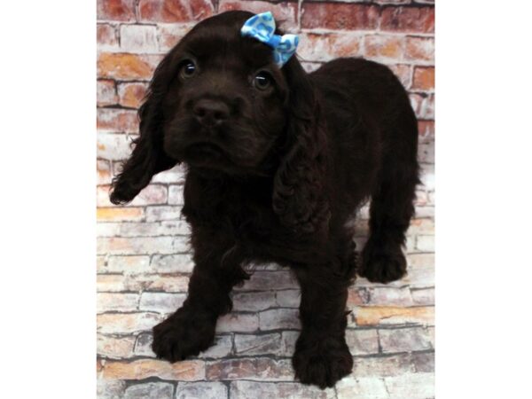 Cocker Spaniel-DOG-Female-Chocolate-16645-Petland Wichita, Kansas