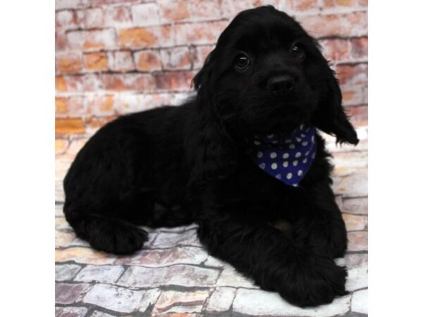 Cocker Spaniel DOG Female Black 16644 Petland Wichita, Kansas