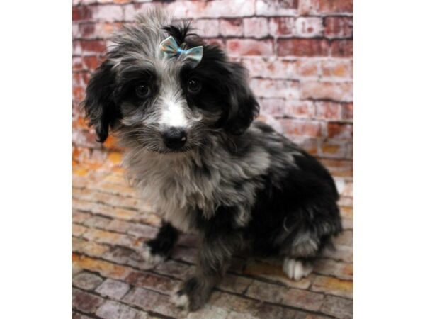 Mini Aussiedoodle-DOG-Female-Blue Merle-16643-Petland Wichita, Kansas