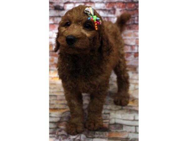 F1B Goldendoodle-DOG-Female-Red-16642-Petland Wichita, Kansas
