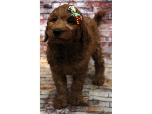 F1B Goldendoodle DOG Female Red 16642 Petland Wichita, Kansas