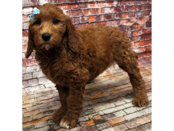 F1B Goldendoodle-DOG-Female-Red-16641-Petland Wichita, Kansas