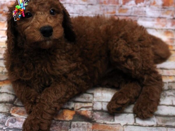 F1B Goldendoodle-DOG-Female-Red-16640-Petland Wichita, Kansas