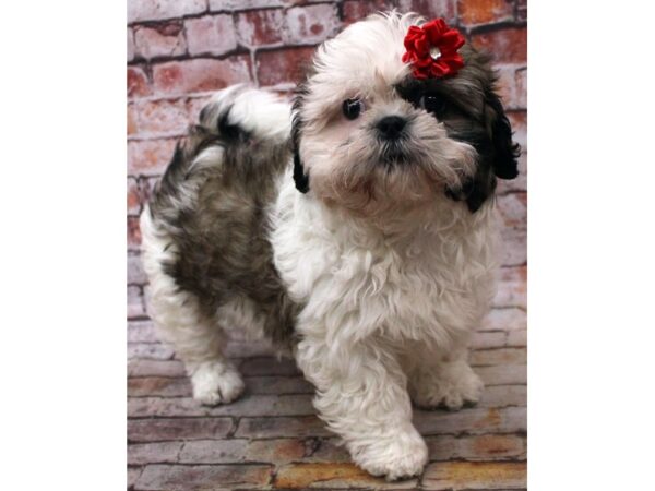 Shih Tzu DOG Female Gold & White 16672 Petland Wichita, Kansas