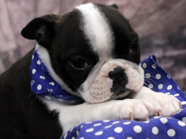 Boston Terrier DOG Male Brindle & White 16671 Petland Wichita, Kansas