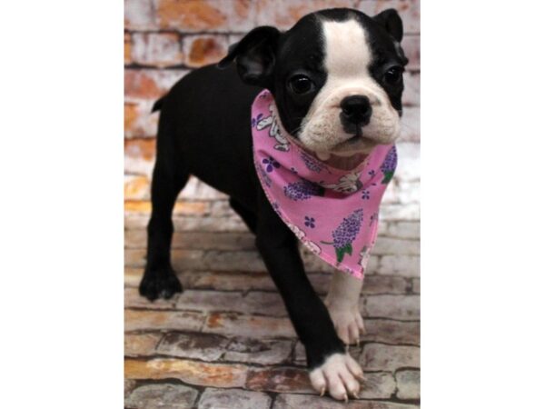 Boston Terrier DOG Female Black & White 16670 Petland Wichita, Kansas