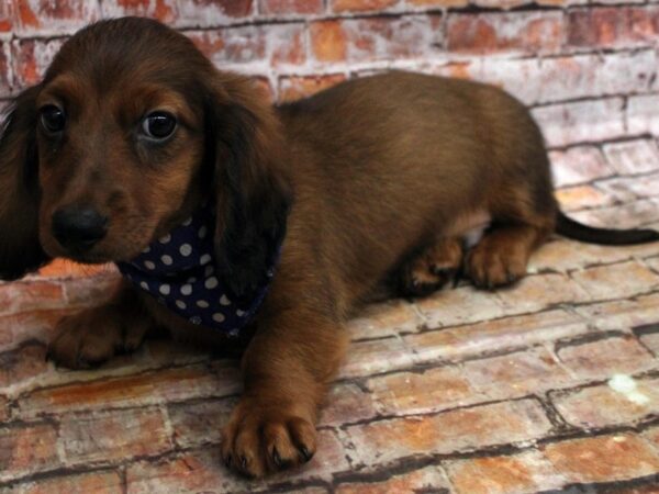 Miniature Dachshund-DOG-Male-Chocolate WildBoar Long Hair-16667-Petland Wichita, Kansas