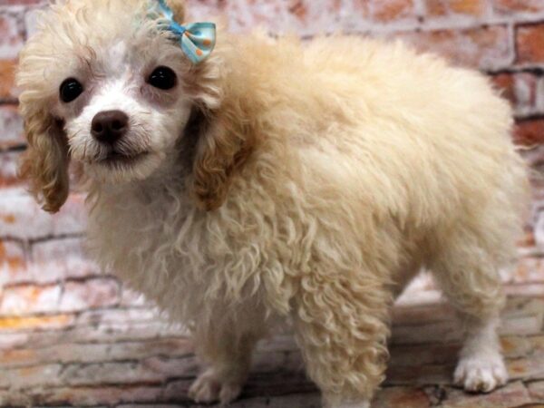 Toy Poodle DOG Female Apricot 16665 Petland Wichita, Kansas