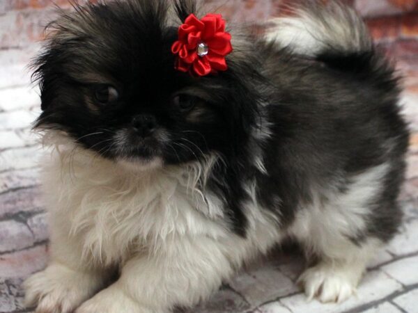 Pekingese DOG Female White & Black 16664 Petland Wichita, Kansas