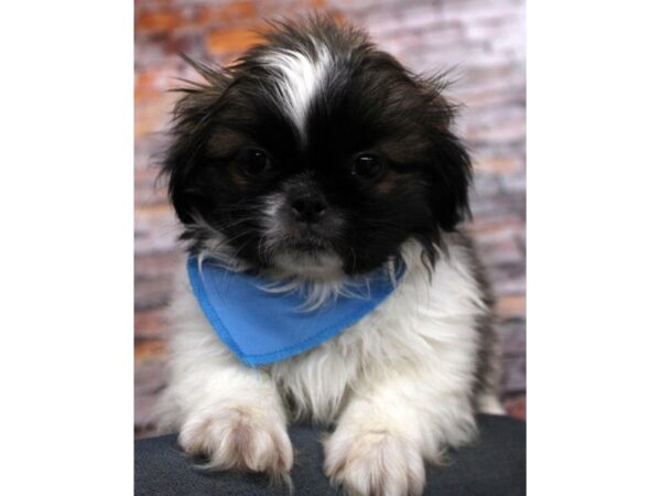 Pekingese-DOG-Male-White & Sable-16663-Petland Wichita, Kansas