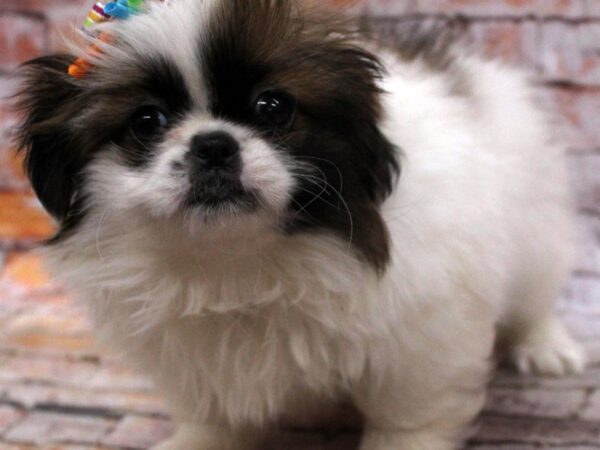 Pekingese DOG Female White & Sable 16662 Petland Wichita, Kansas