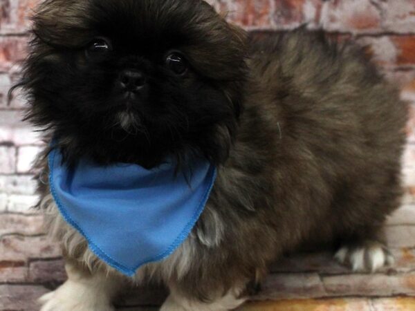 Pekingese-DOG-Male-Sable & White-16661-Petland Wichita, Kansas