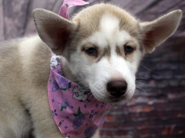 Siberian Husky DOG Female Red & White 16660 Petland Wichita, Kansas