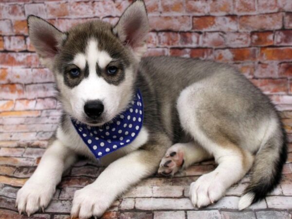 Siberian Husky-DOG-Male-Grey & White-16659-Petland Wichita, Kansas