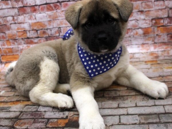 Akita DOG Male Sable 16669 Petland Wichita, Kansas