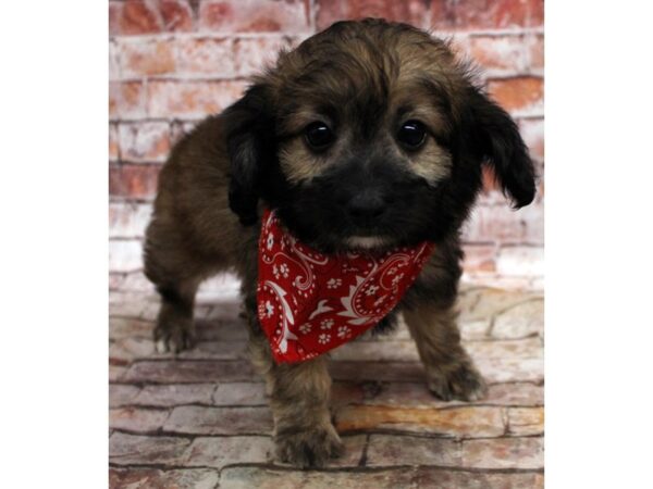 Toy PapiPoo-DOG-Male-Sable-16700-Petland Wichita, Kansas