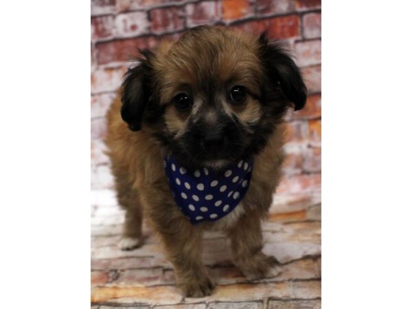 Toy PapiPoo-DOG-Male-Sable-16699-Petland Wichita, Kansas