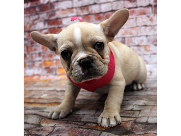 French Bulldog-DOG-Female-Cream-16698-Petland Wichita, Kansas