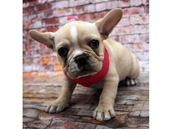 French Bulldog DOG Female Cream 16698 Petland Wichita, Kansas