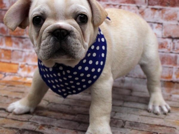 French Bulldog DOG Male Cream 16697 Petland Wichita, Kansas