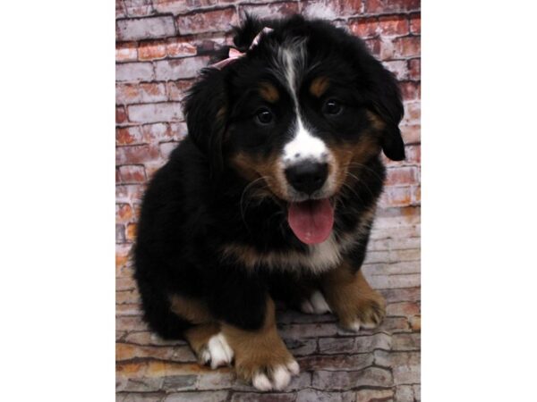 Bernese Mountain Dog DOG Female Tri 16696 Petland Wichita, Kansas