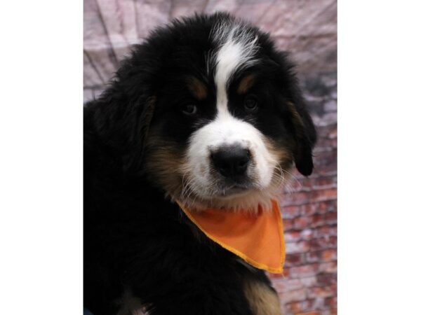 Bernese Mountain Dog DOG Male Tri 16695 Petland Wichita, Kansas