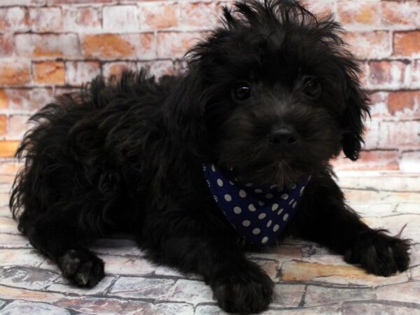 Yorkiepoo DOG Male Black 16694 Petland Wichita, Kansas