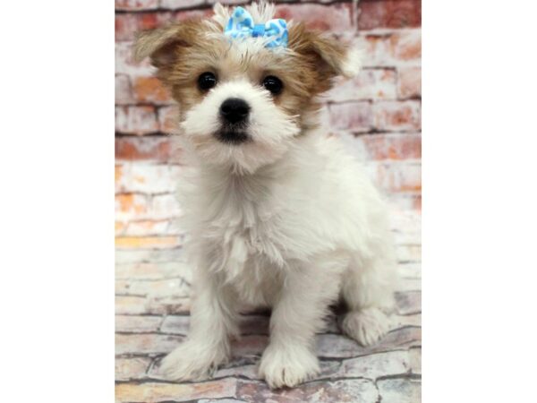 Morkie DOG Female White & Red Parti 16693 Petland Wichita, Kansas