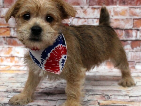 Morkie-DOG-Male-Dark Sable-16692-Petland Wichita, Kansas