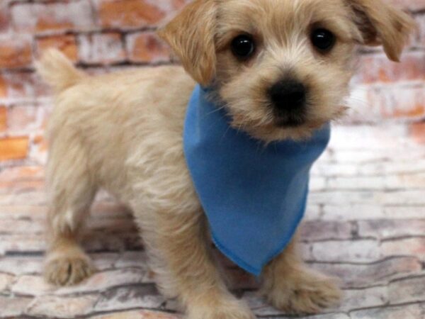 Morkie-DOG-Male-Cream-16691-Petland Wichita, Kansas