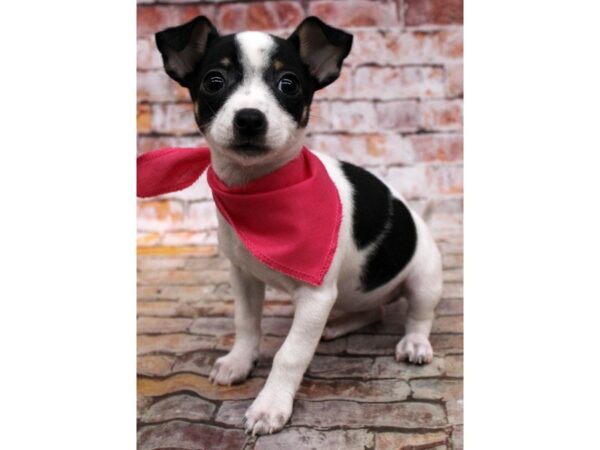 Chihuahua-DOG-Female-Black Tri Piebald-16690-Petland Wichita, Kansas