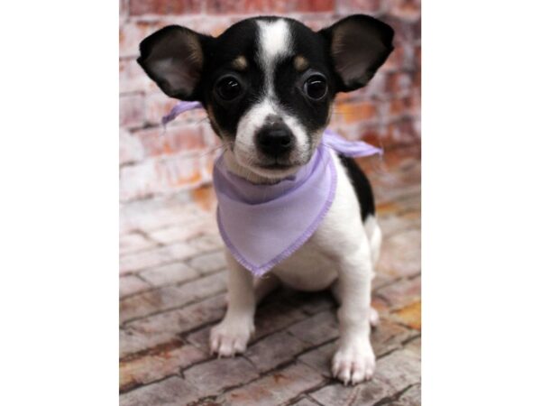 Chihuahua DOG Female Black Tri Piebald 16689 Petland Wichita, Kansas